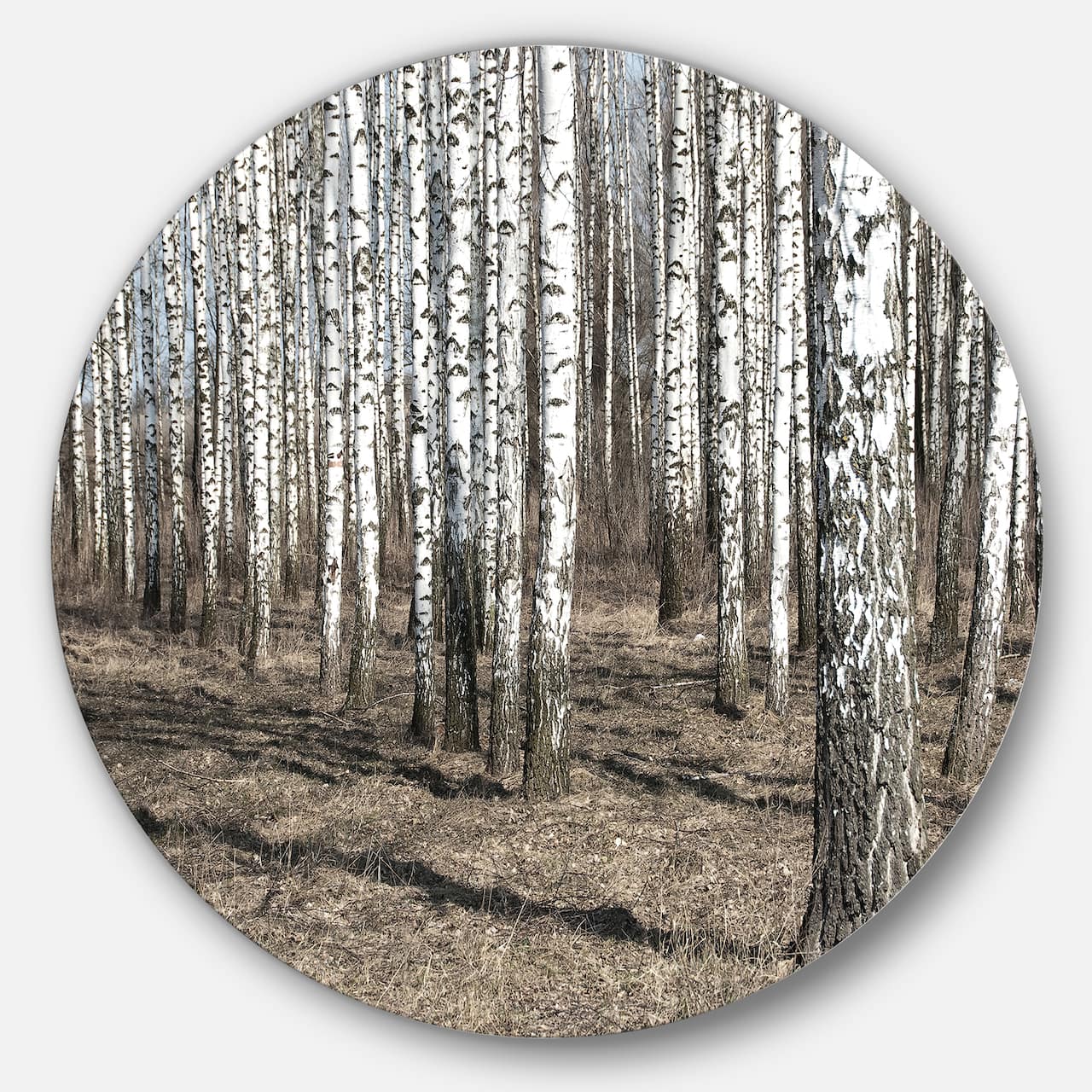 Designart - Beautiful Dense Birch Forest View' Disc Forest Large Metal Circle Wall Art